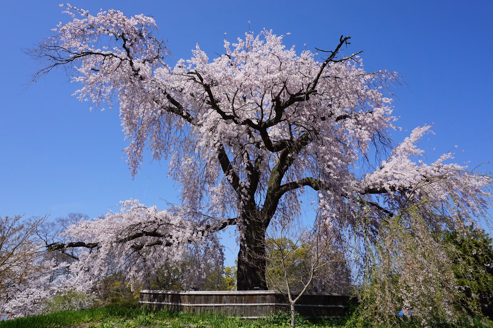 Enjoy a Relaxing Walk in Maruyama Park, Especially During the Cherry Blossom Season