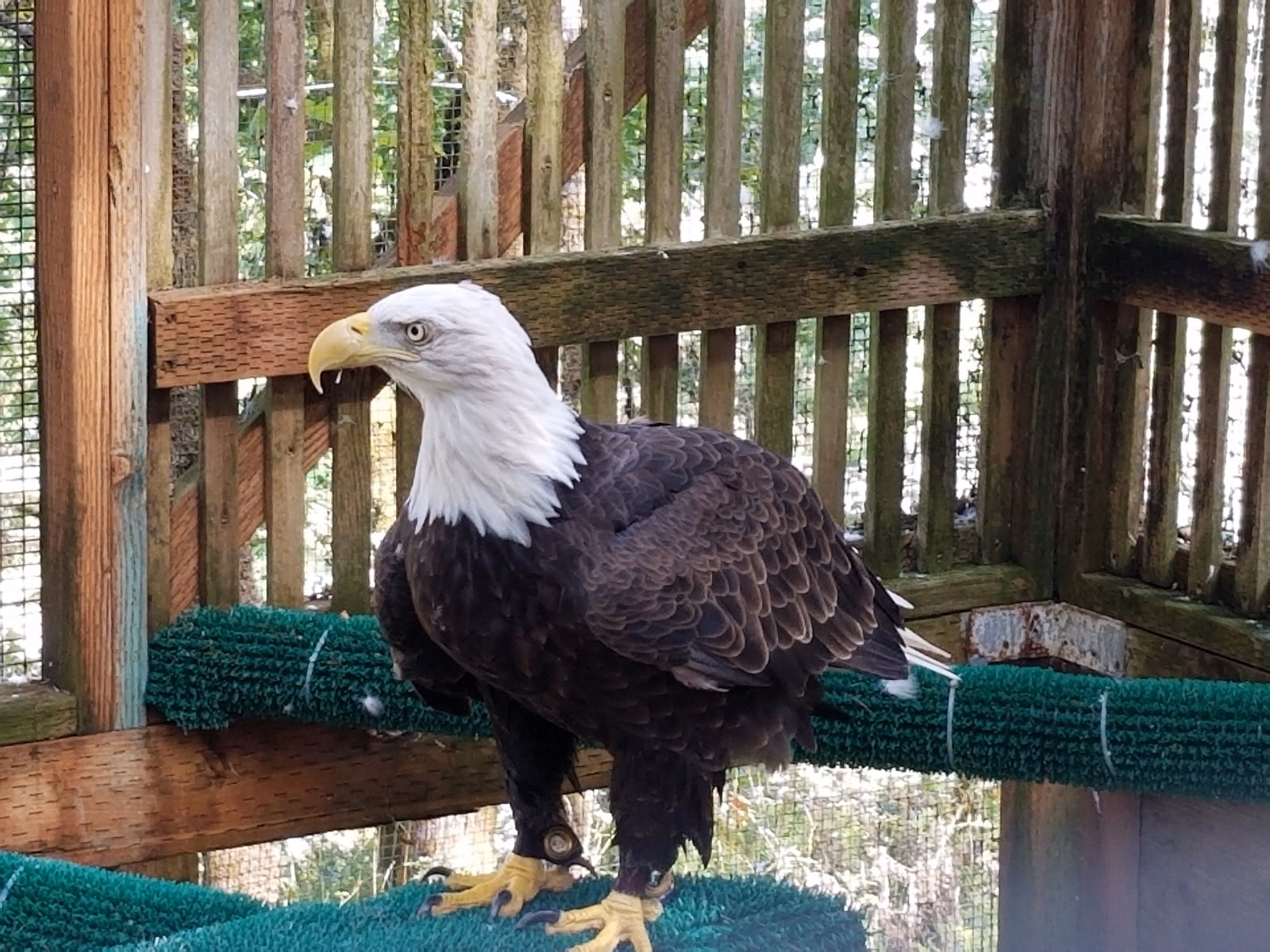 Visit Oregon's Raptor Center
