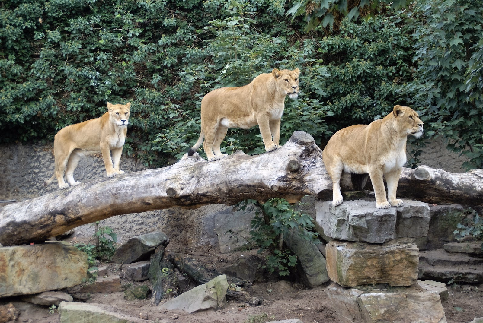 Meet the Animals at the Artis Royal Zoo