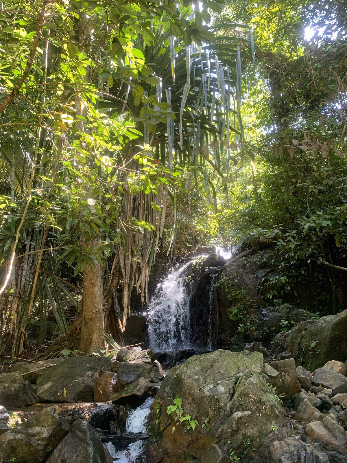 Explore the Lush Forest and Bang Pae Waterfall
