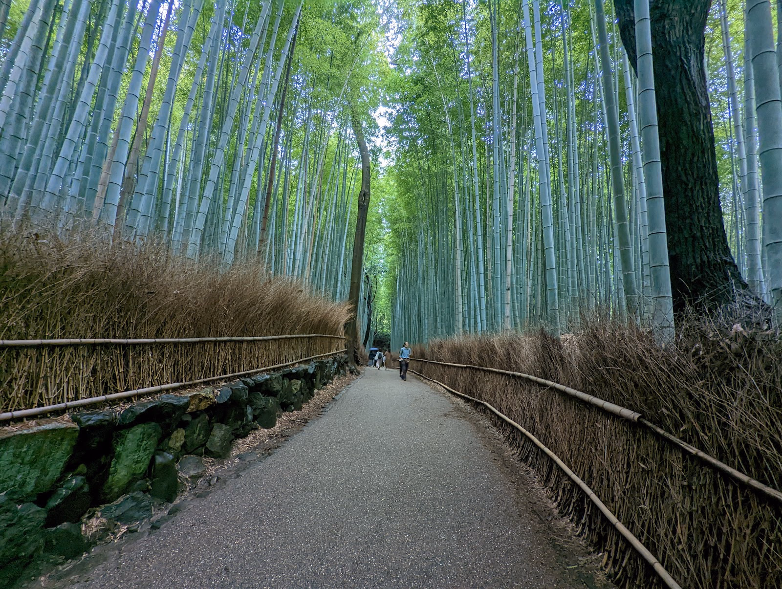 Lose Yourself in the Arashiyama Bamboo Grove