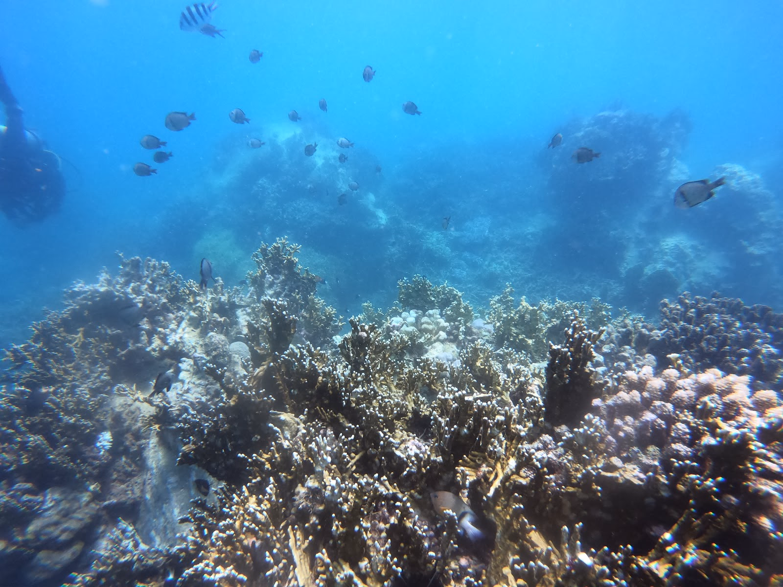 Dive into Nha Trang's Underwater Paradise