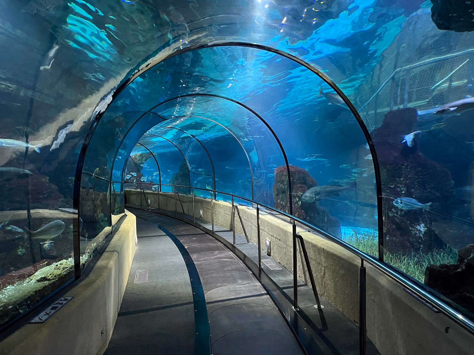 Dive into the Underwater World