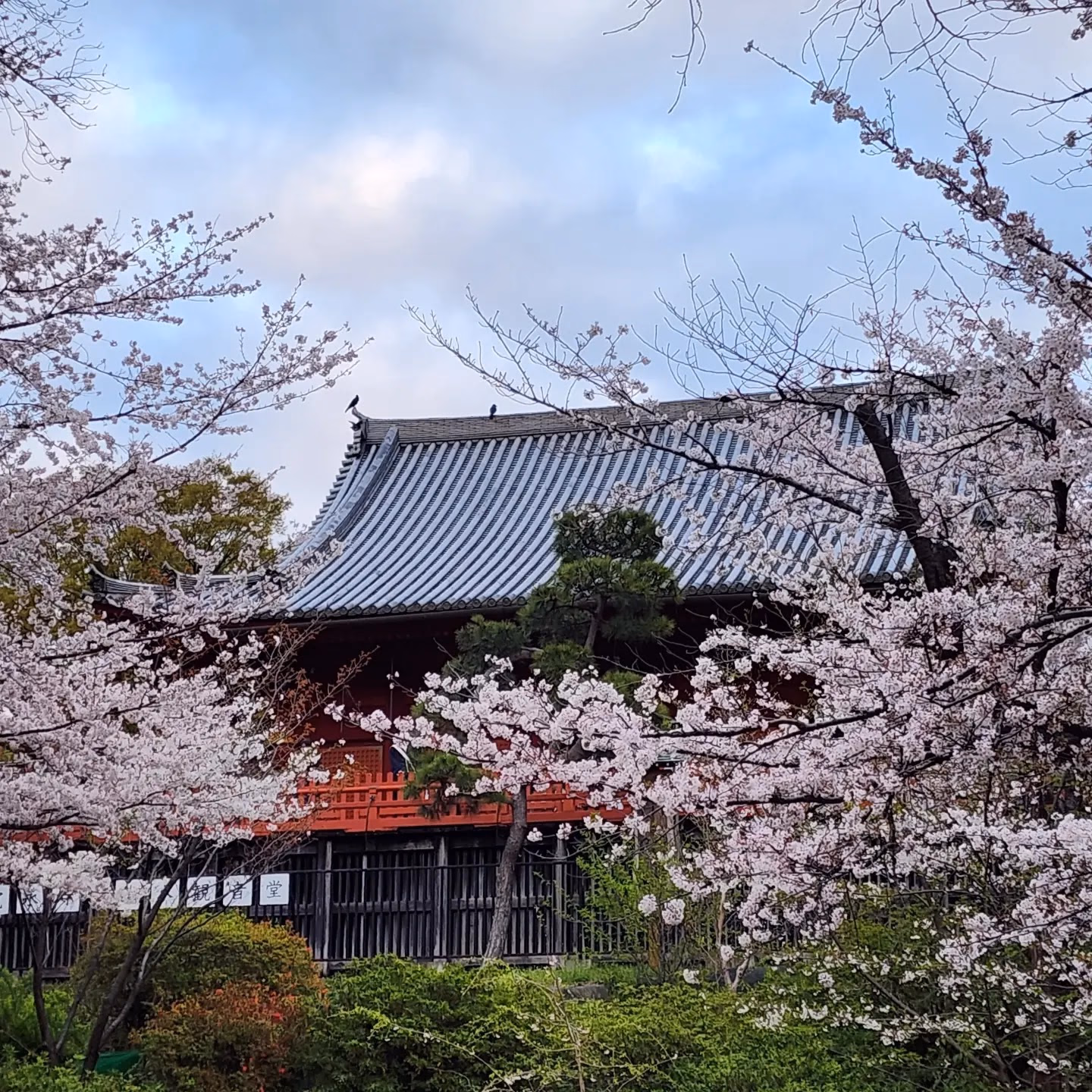 Explore the Tranquil Ueno Park