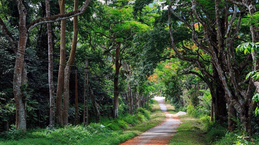 Embark on a Trek Through Cuc Phuong National Park