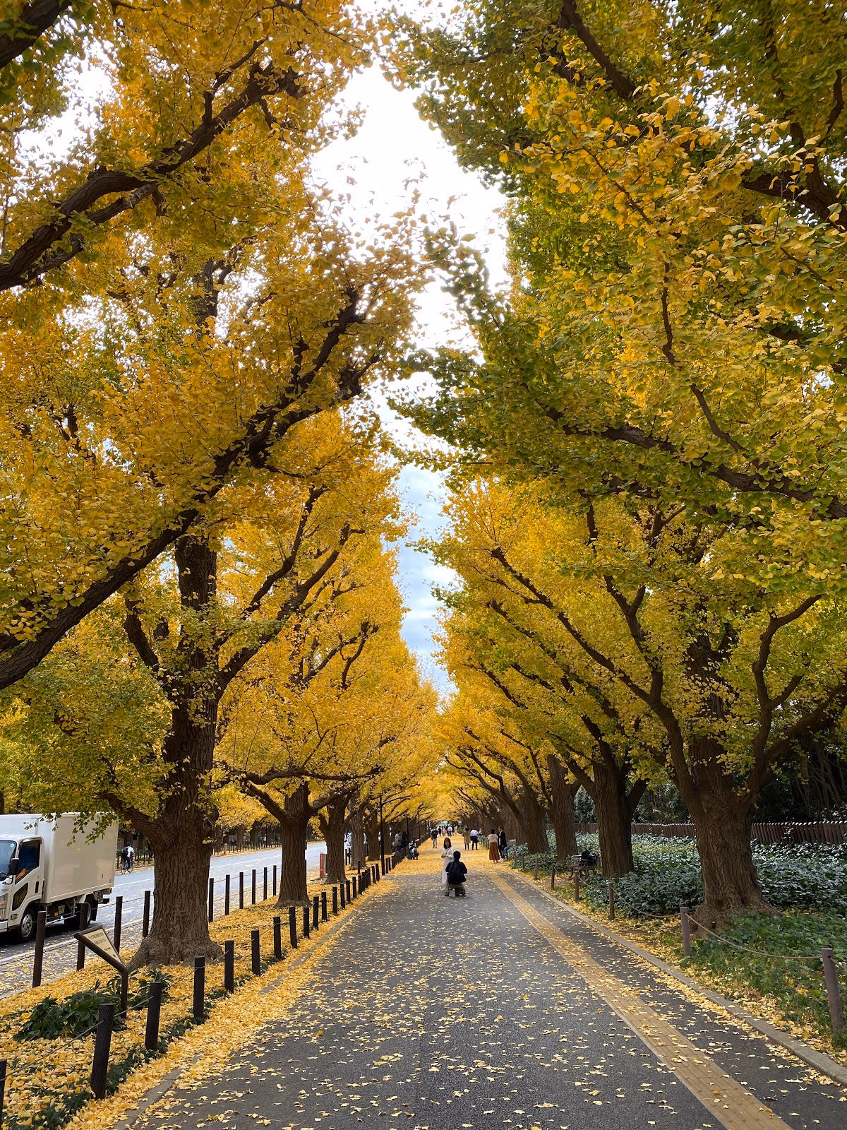 Admire the Vibrant Autumn Foliage in Meiji Jingu Gaien Park
