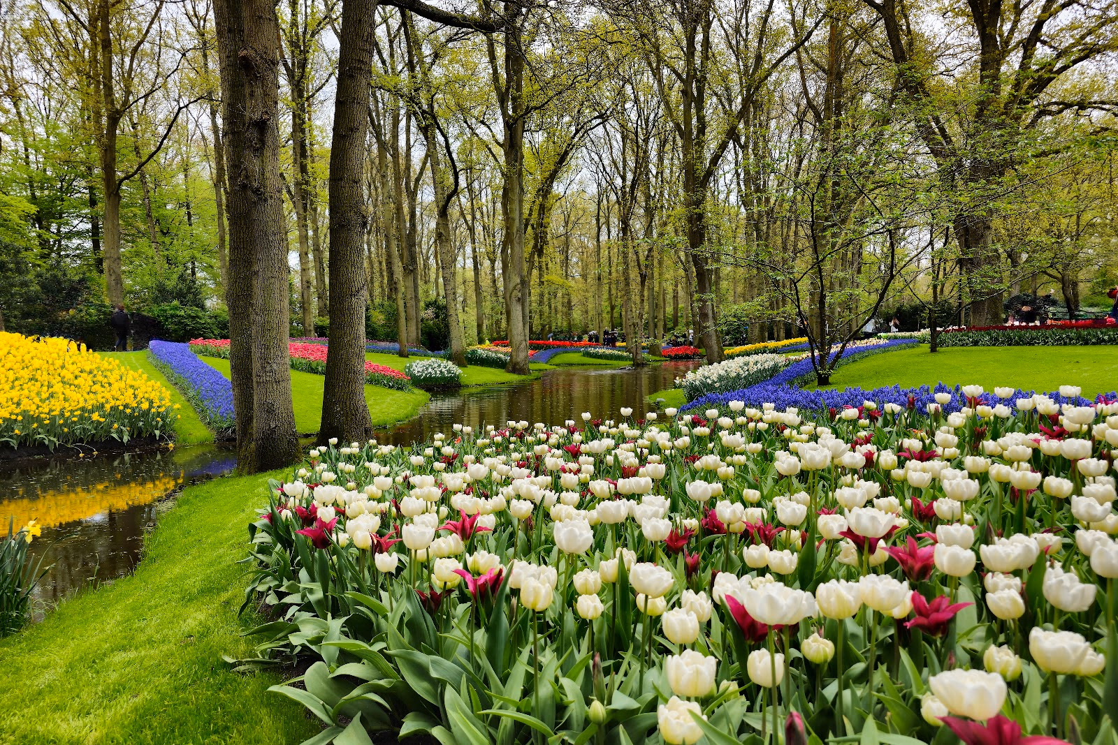 Wander Through Keukenhof Gardens