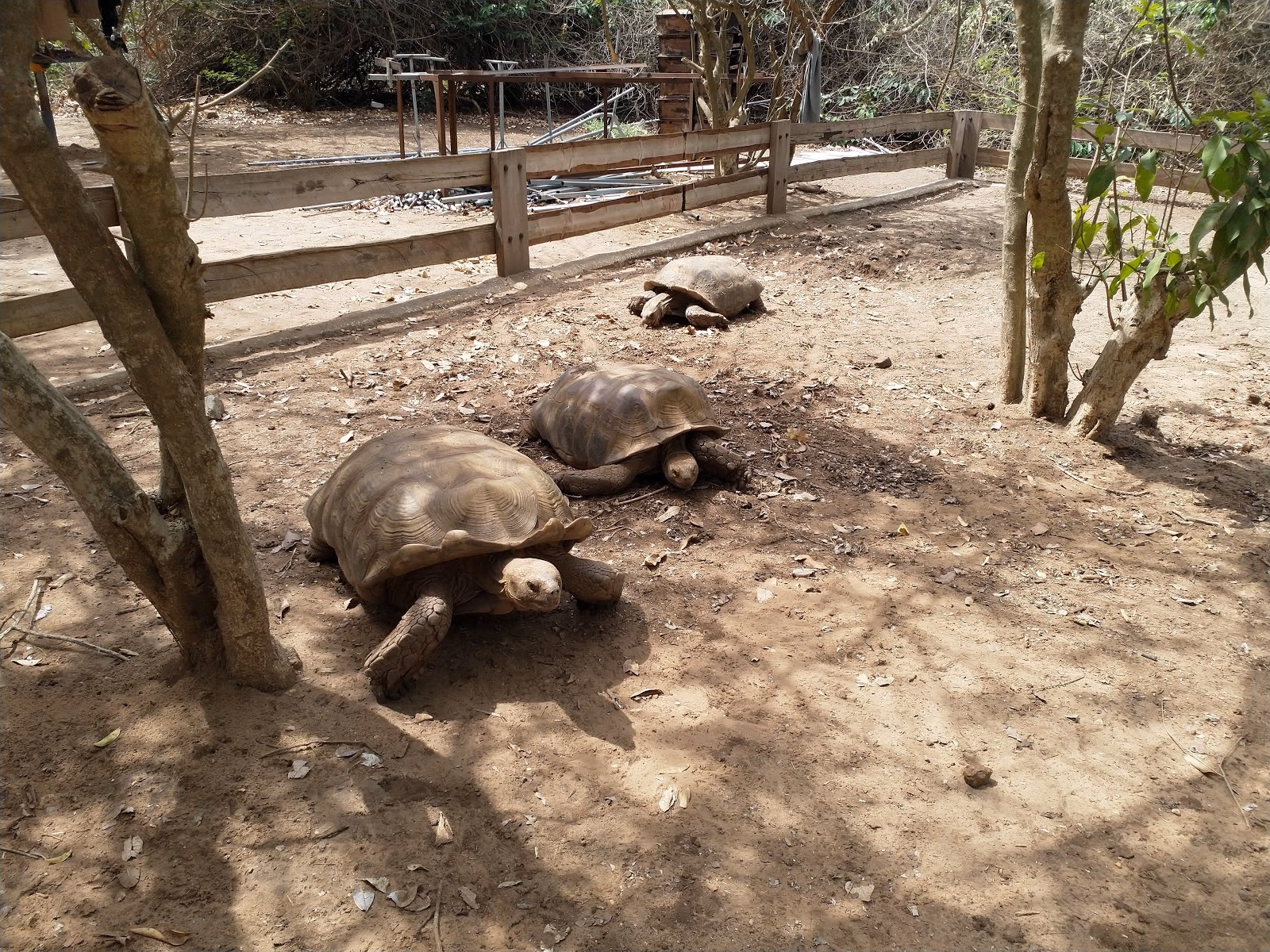 Discover the Turtle Village