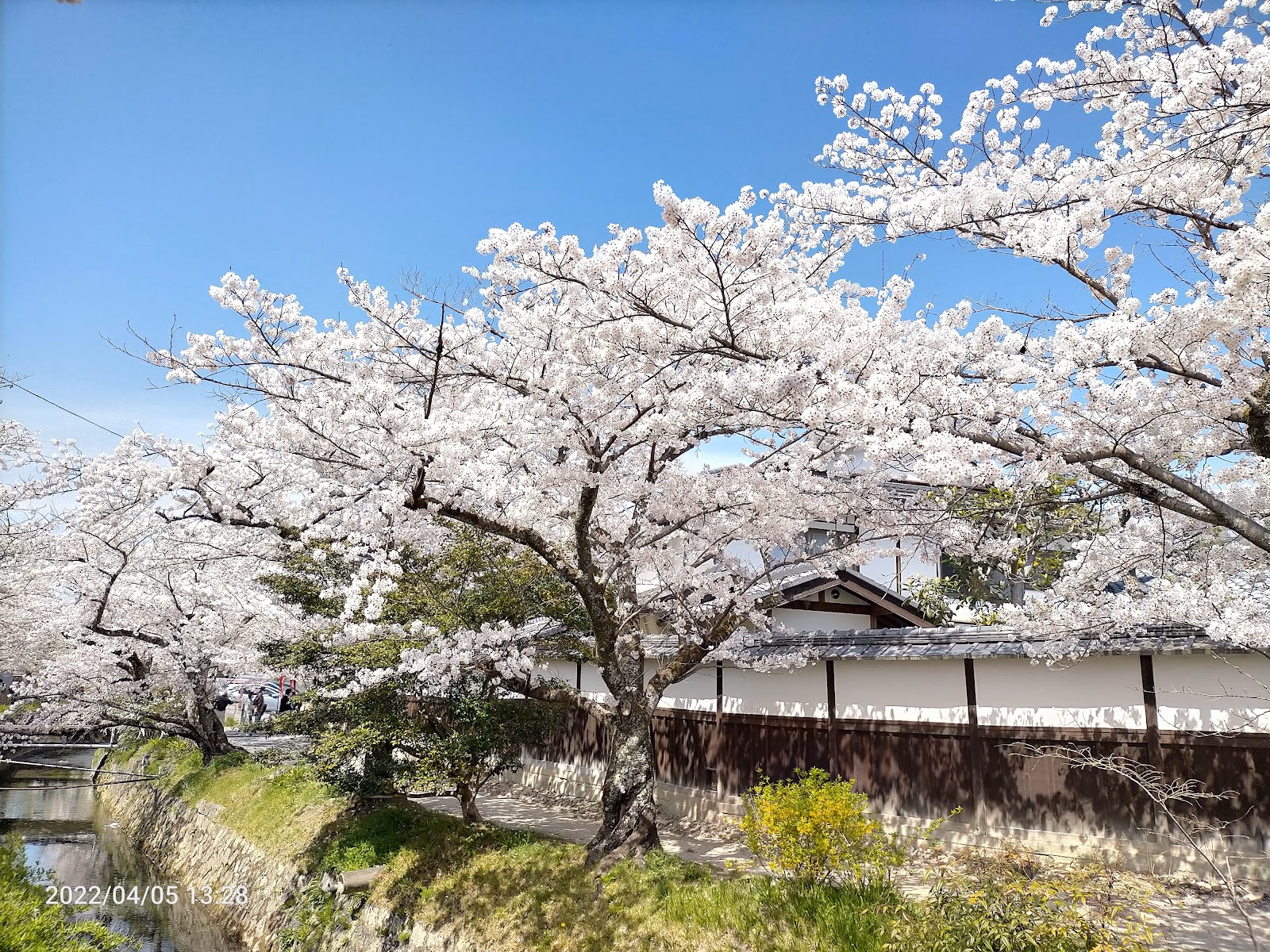 Enjoy a Serene Walk Along the Philosopher's Path, Lined with Cherry Trees