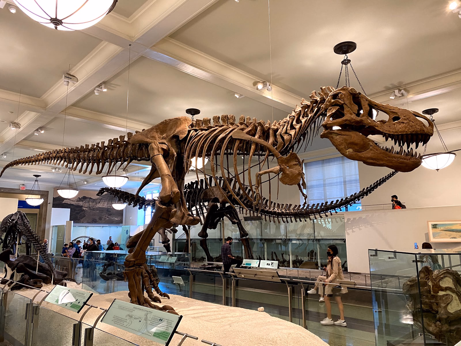 Visit the American Museum of Natural History: Discover the Wonders of Nature