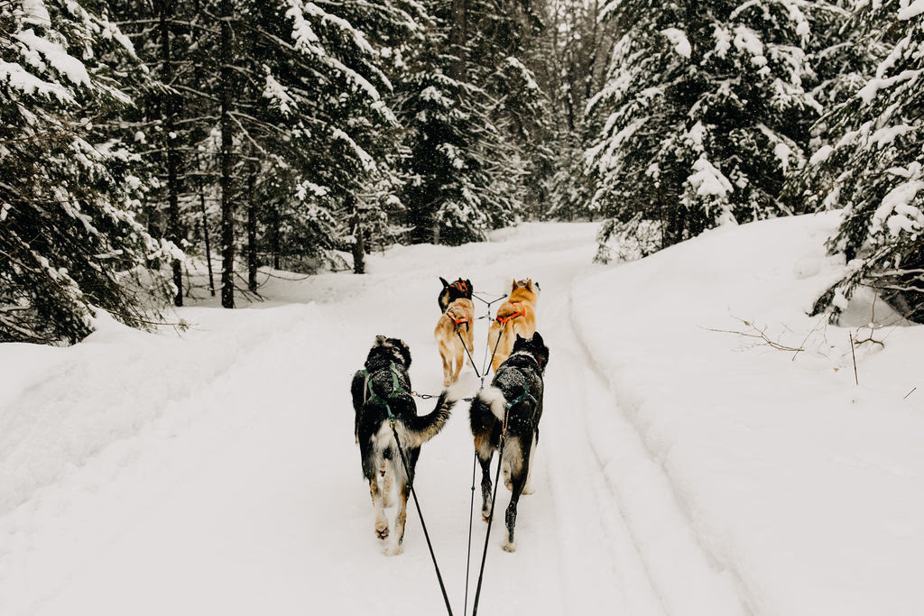 Embark on a Dog Sledding Adventure