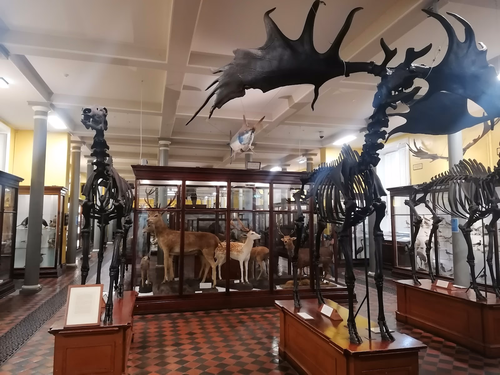 Journey Through Ireland's History