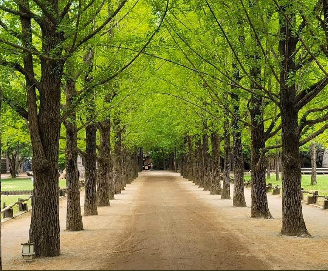 Experience the Beauty of Nami Island