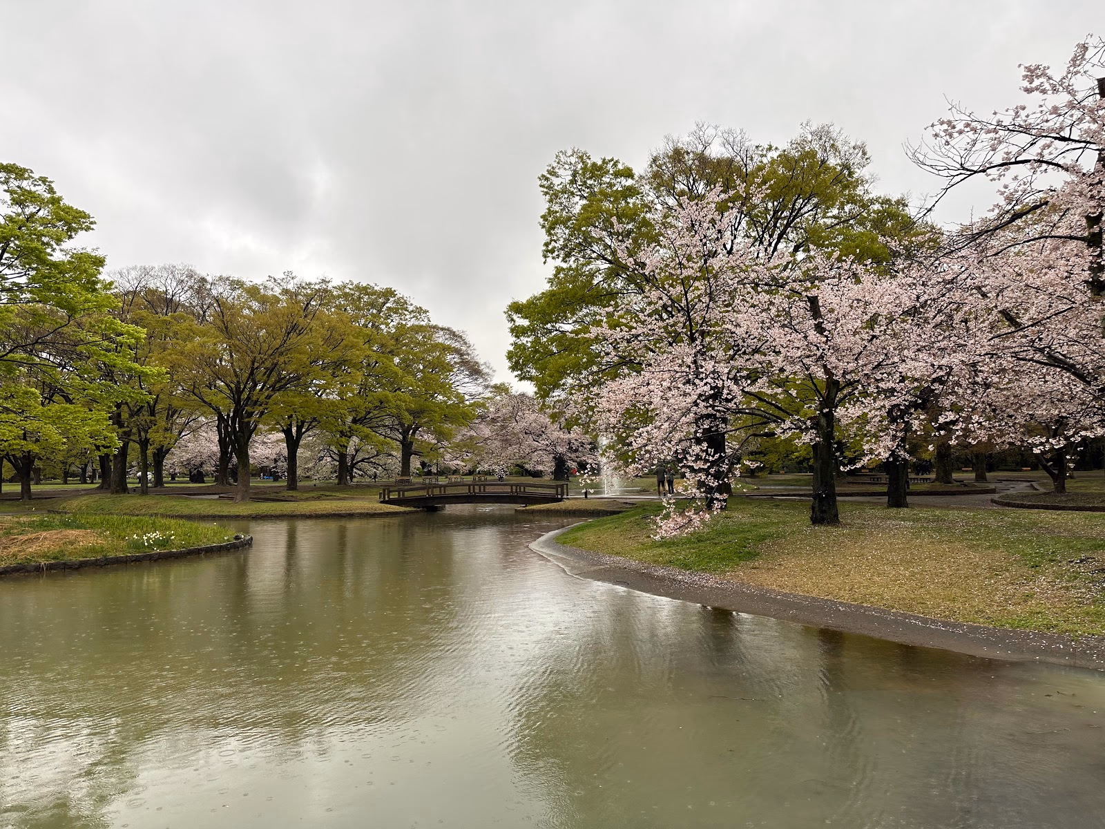 Stroll Through Yoyogi Park