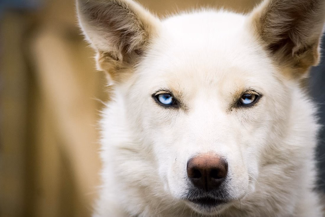 Dog Sledding Adventure: A Dash of Excitement