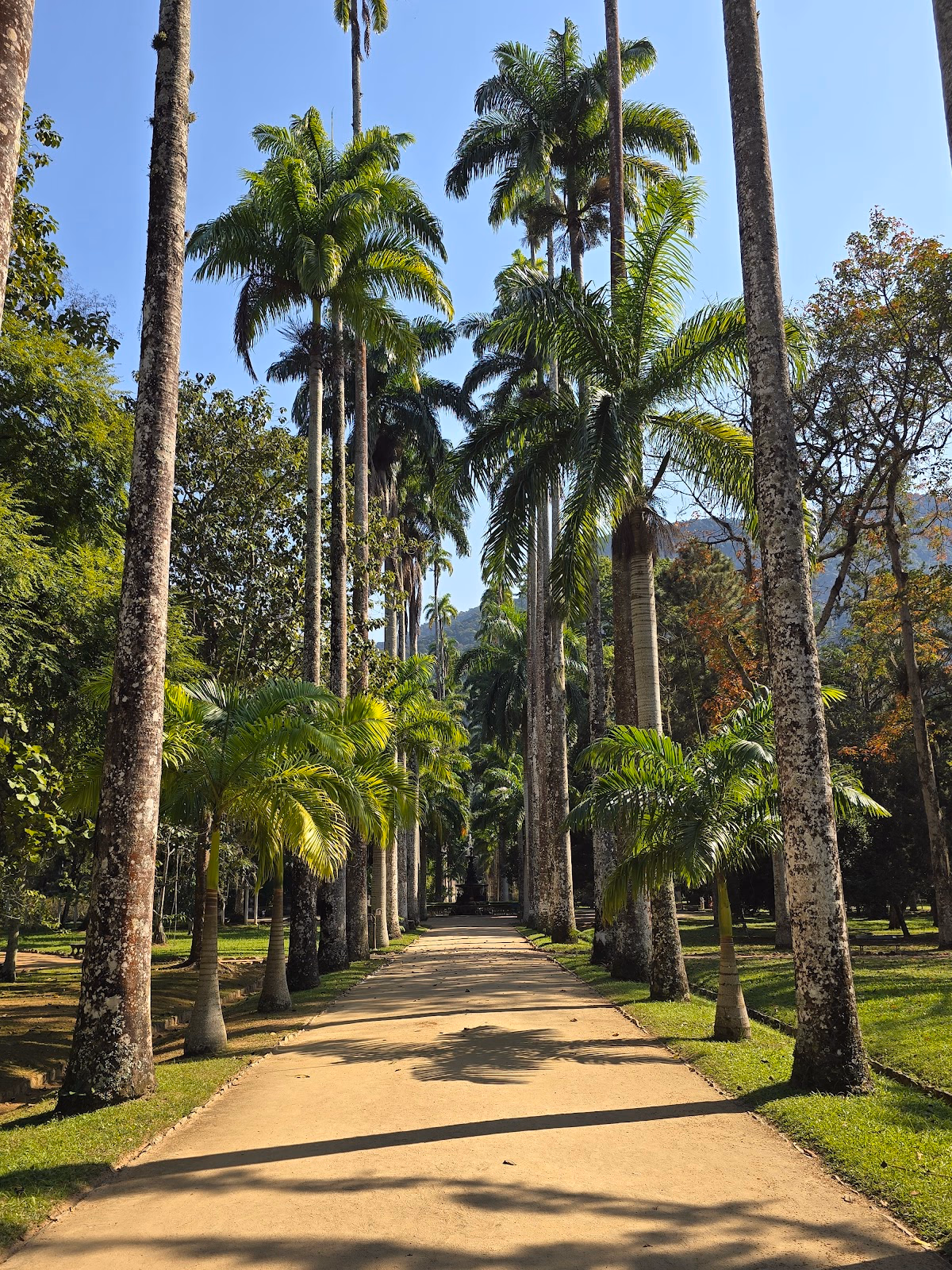 Dive into Rio's Botanical Garden