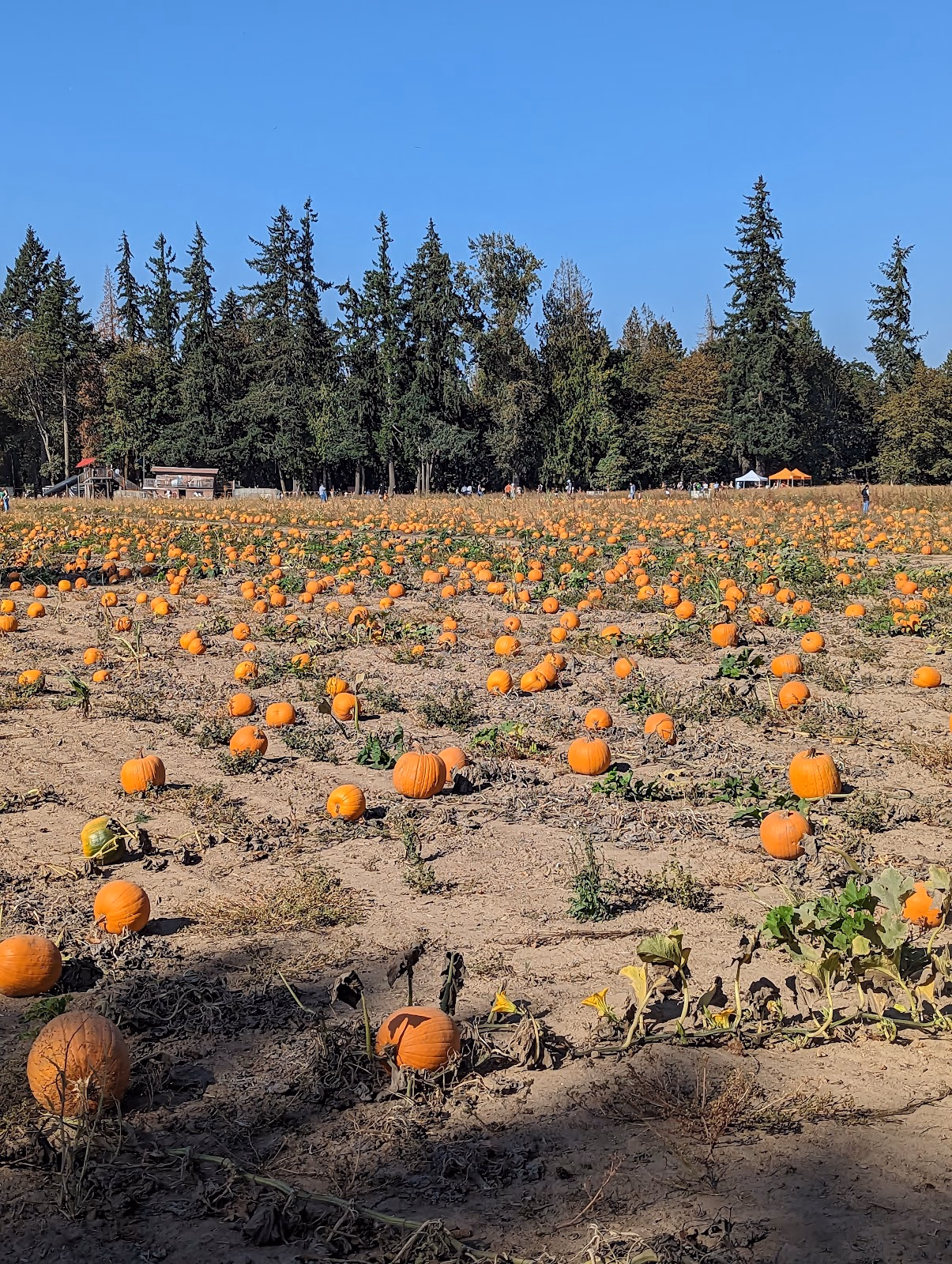 Experience a Corn Maze