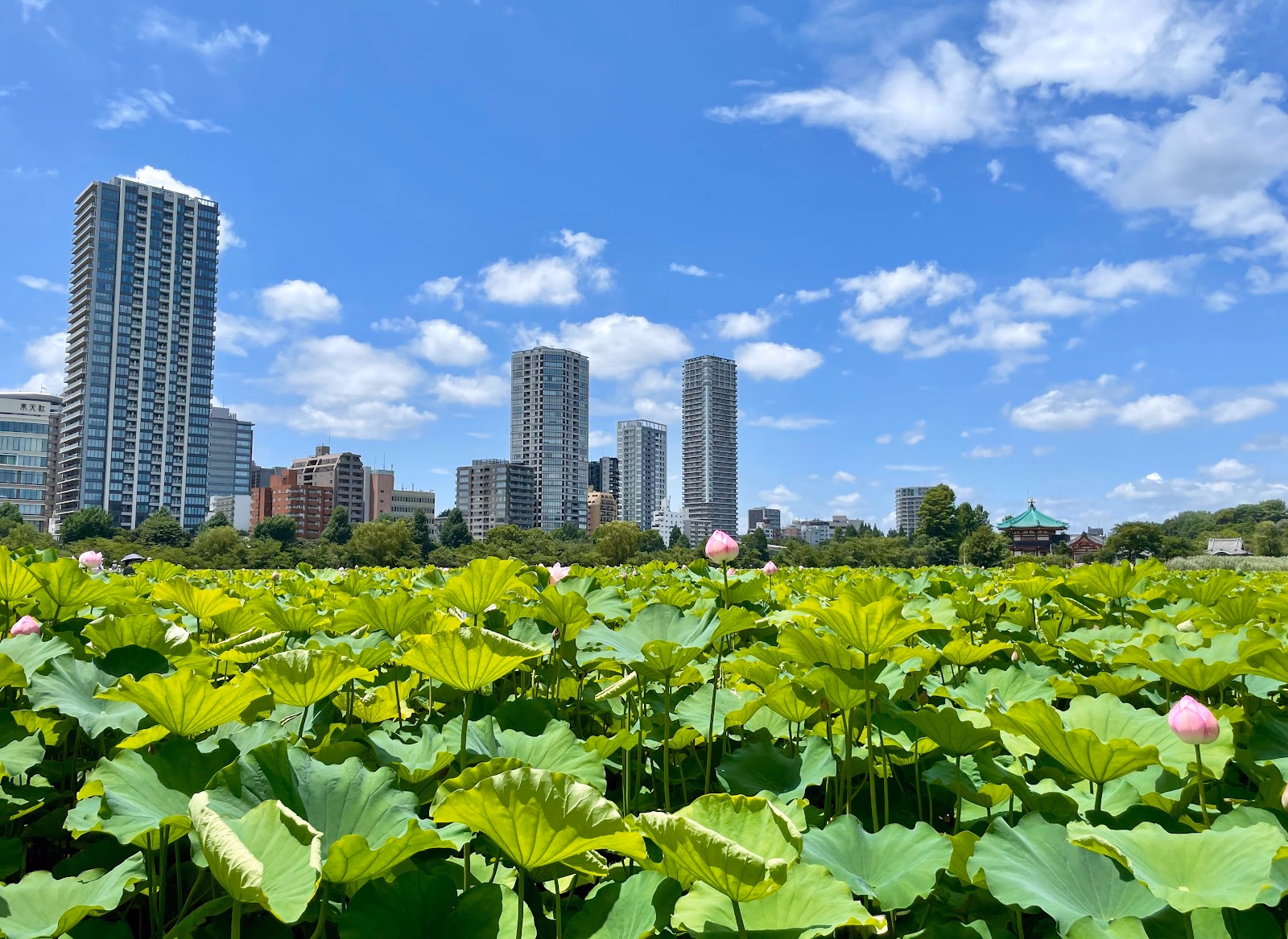 Relax by the Serene Shinobazu Pond